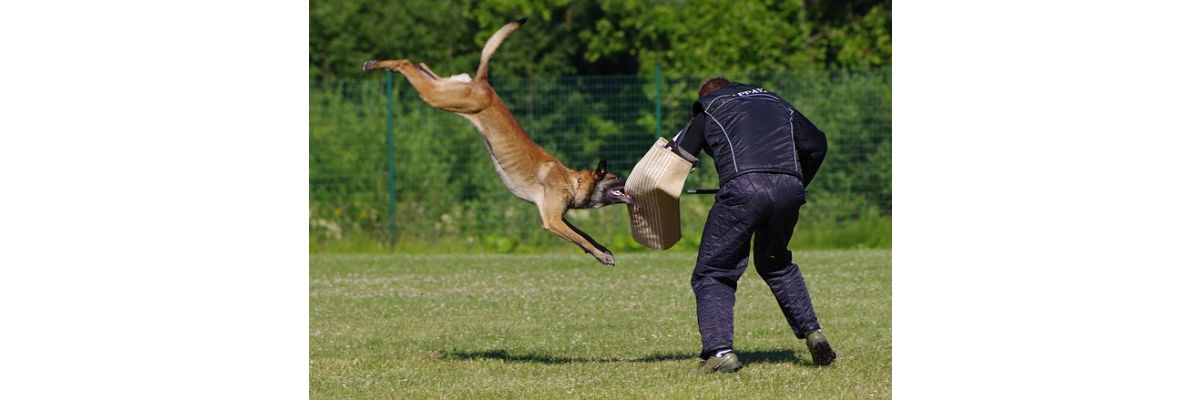 IGP: der Hundesport für Gebrauchs- und Schutzhunde - IGP: der Hundesport für Gebrauchs- und Schutzhunde