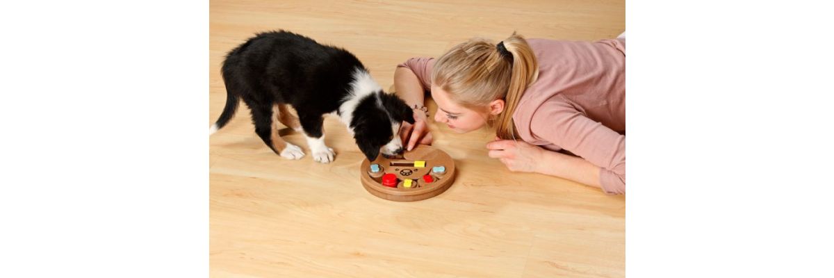 Intelligenzspiele für Hunde - Intelligenzspiele für Hunde