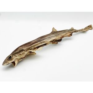 Katzenhai, getrocknet, 1 Stk