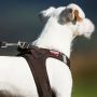 Curli Vest Harness - Brustgeschirr für kleine und mittlere Hunde Schwarz XXS