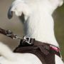 Curli Vest Harness - Brustgeschirr für kleine und mittlere Hunde Blau L