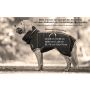 Dryup Cape Hundebademantel Standard in verschieden Farben und Größen